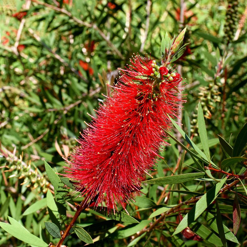 Escobillón rojo  Woodlander's Hardy