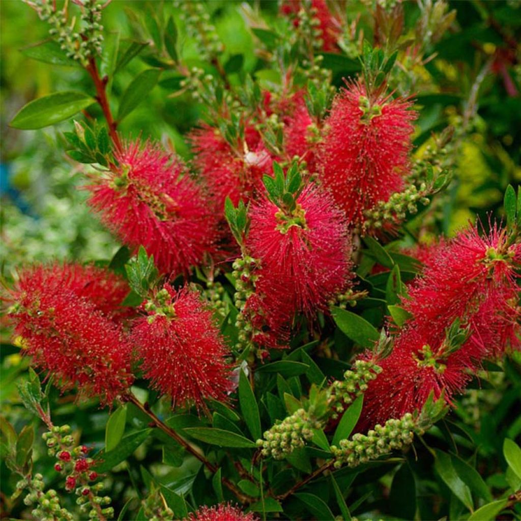 Limpiatubos - Callistemon laevis