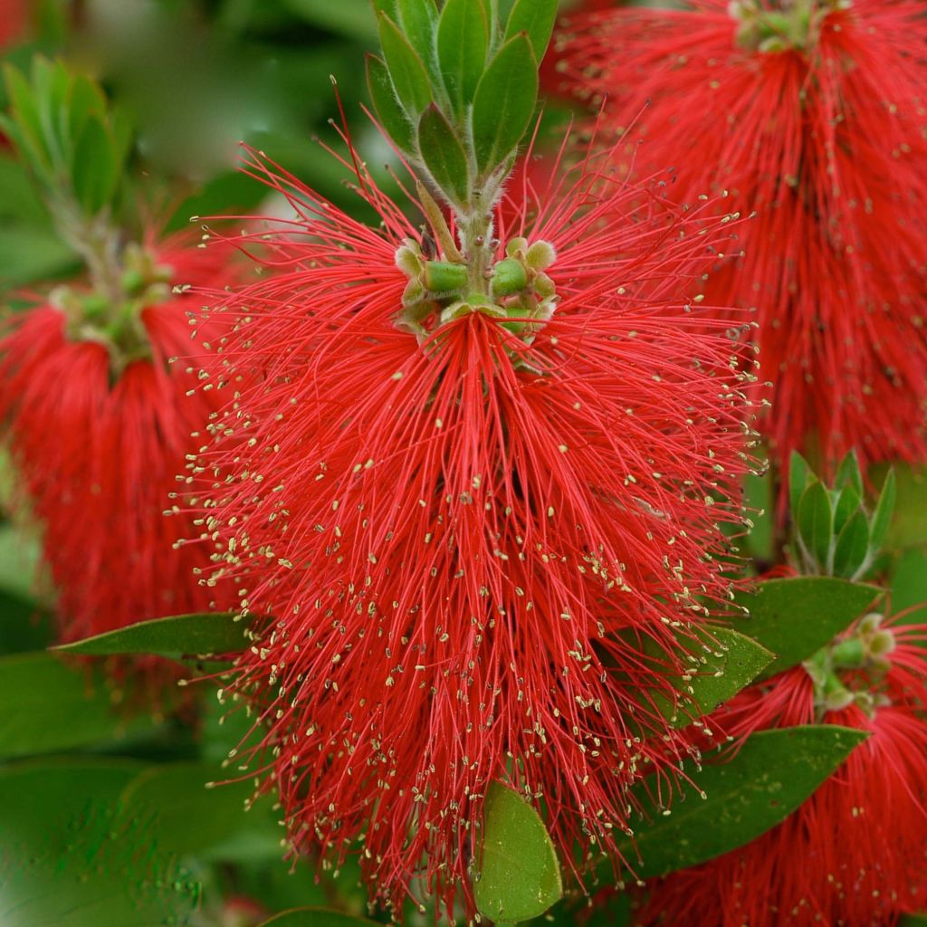Limpiatubos - Callistemon laevis