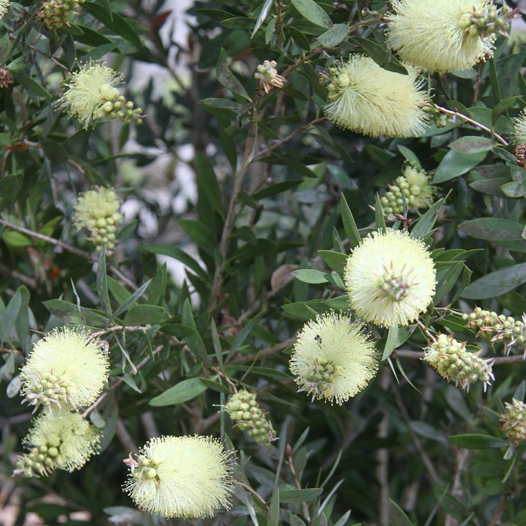 Escobillón rojo Albus - Callistemon citrinus