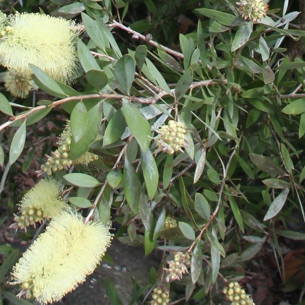 Escobillón rojo Albus - Callistemon citrinus