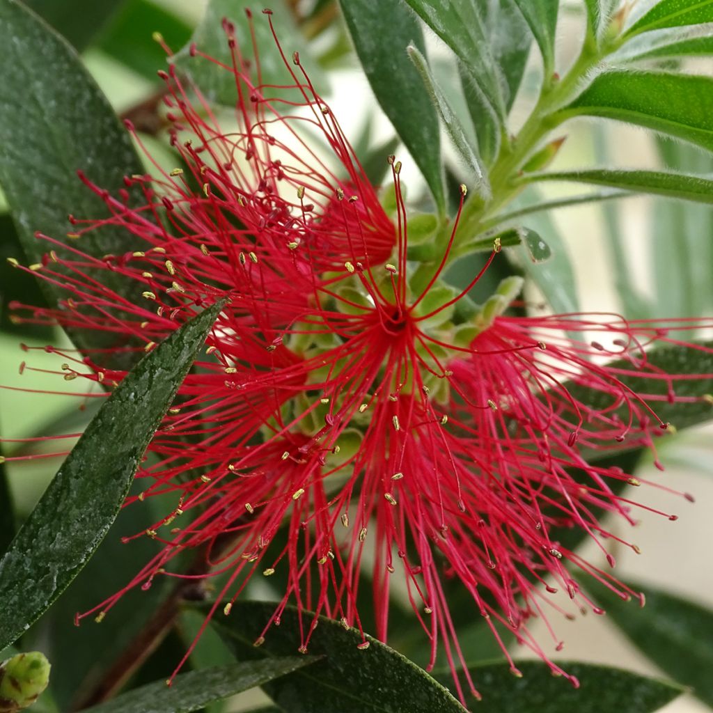 Escobillón rojo Splendens - Callistemon citrinus
