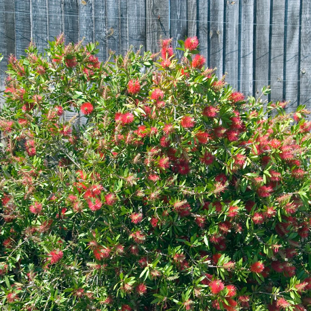 Escobillón rojo Splendens - Callistemon citrinus