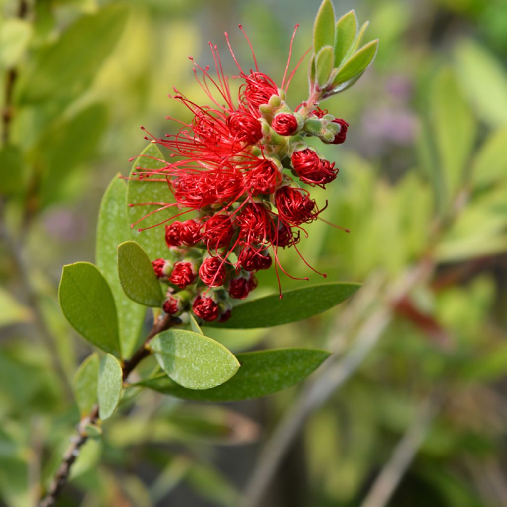Escobillón rojo Splendens - Callistemon citrinus