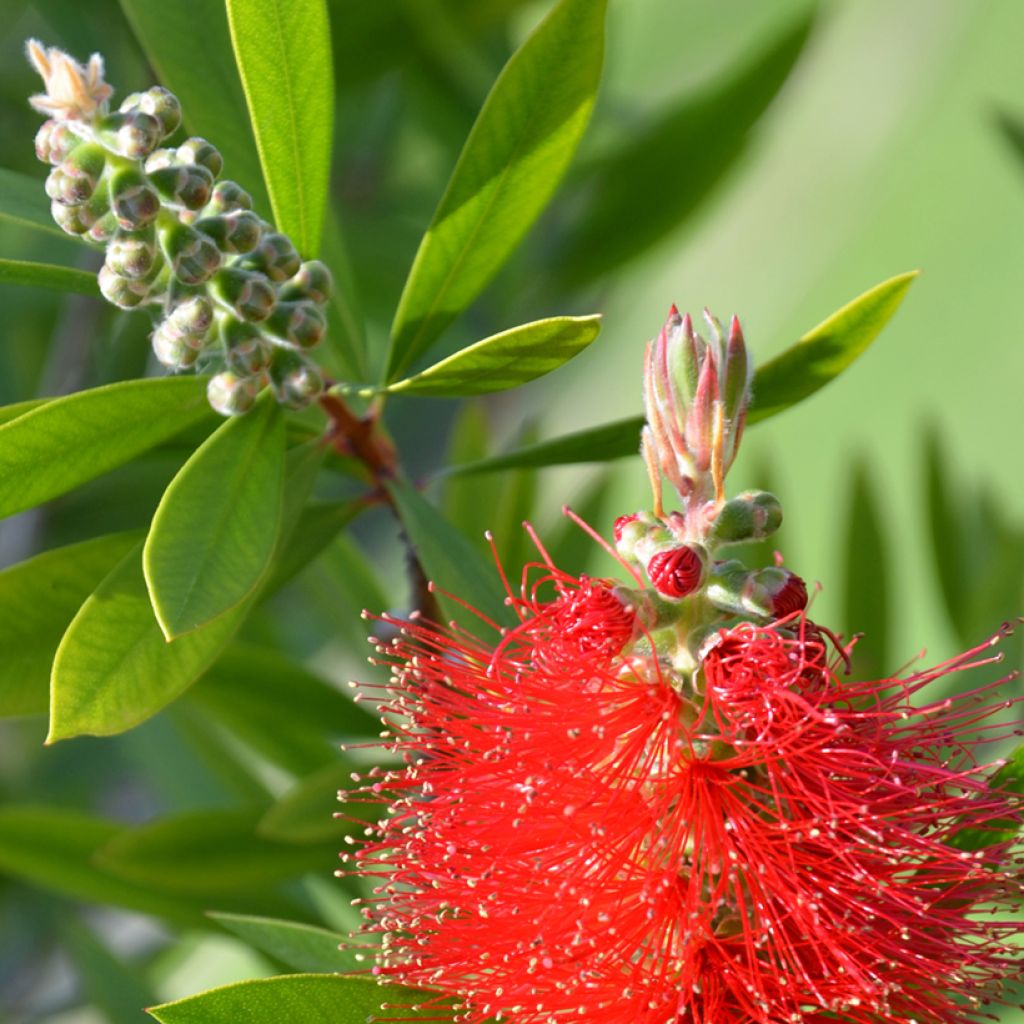 Escobillón rojo Splendens - Callistemon citrinus