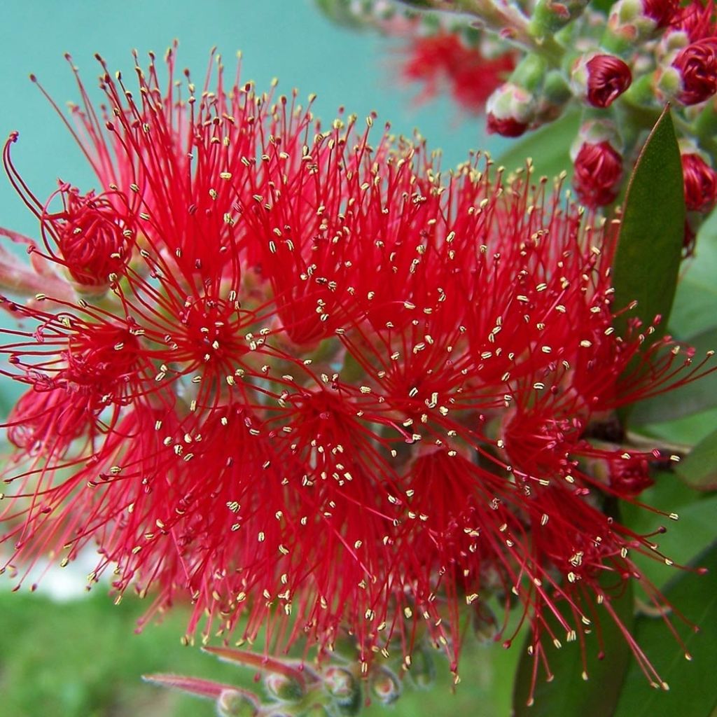 Callistemon masotti Mini Red - Limpiatubos