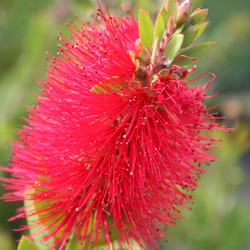 Callistemon masotti Mini Red - Limpiatubos