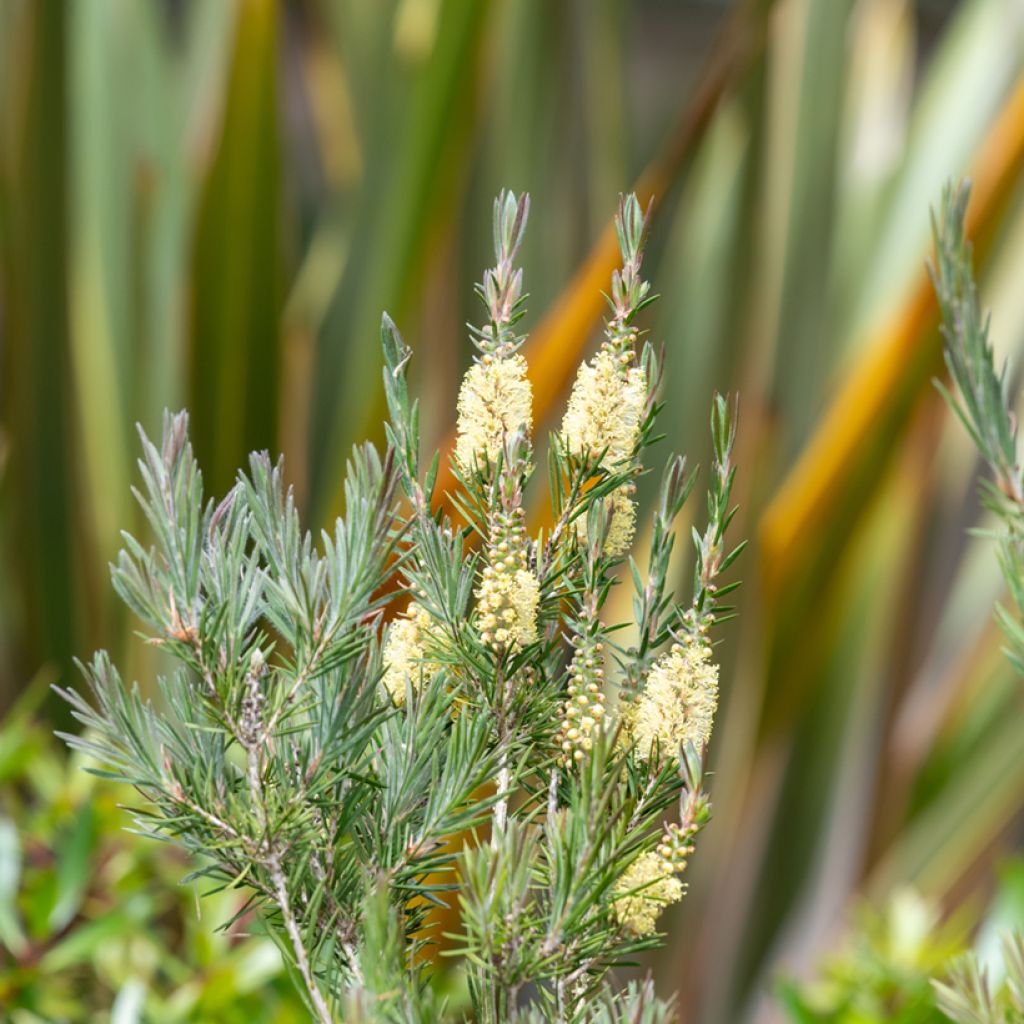 Callistemon pityoides Widdicomb Gem - Limpiatubos