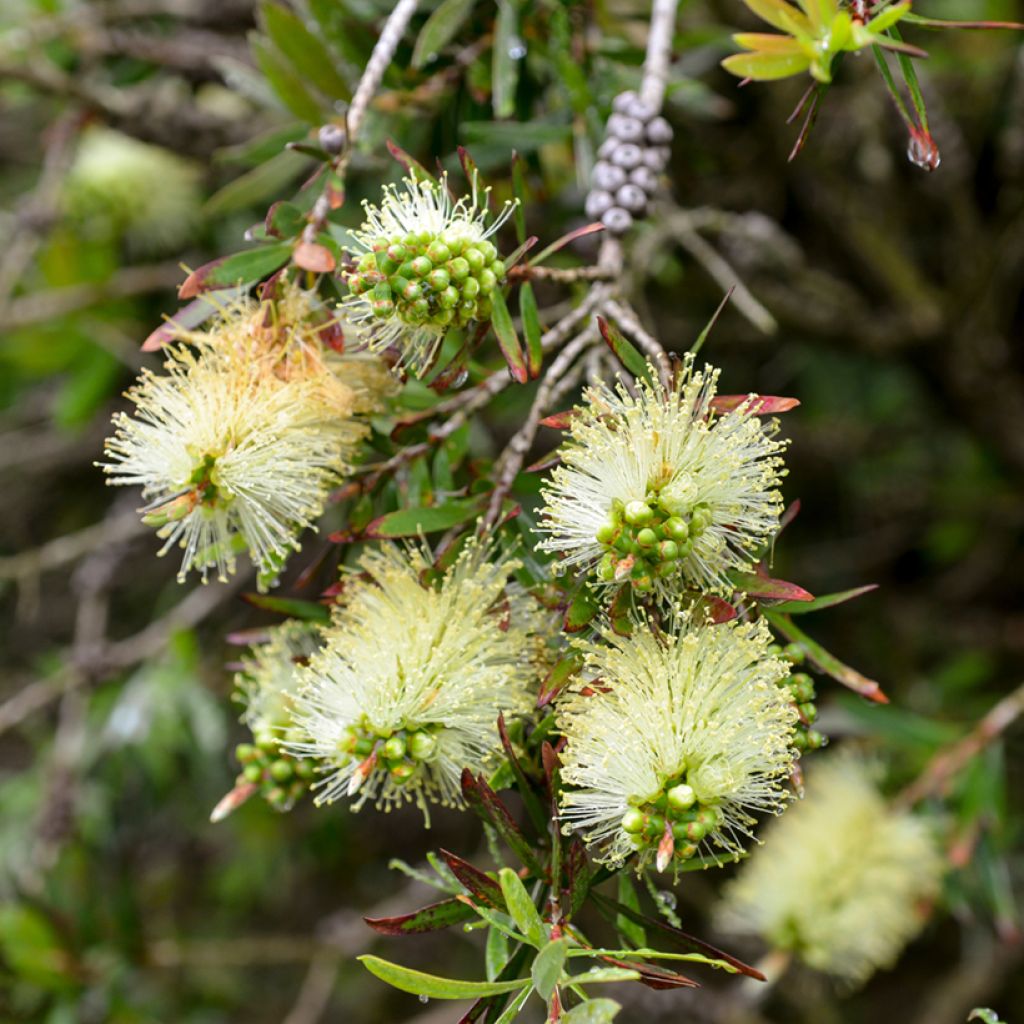 Callistemon pityoides Widdicomb Gem - Limpiatubos