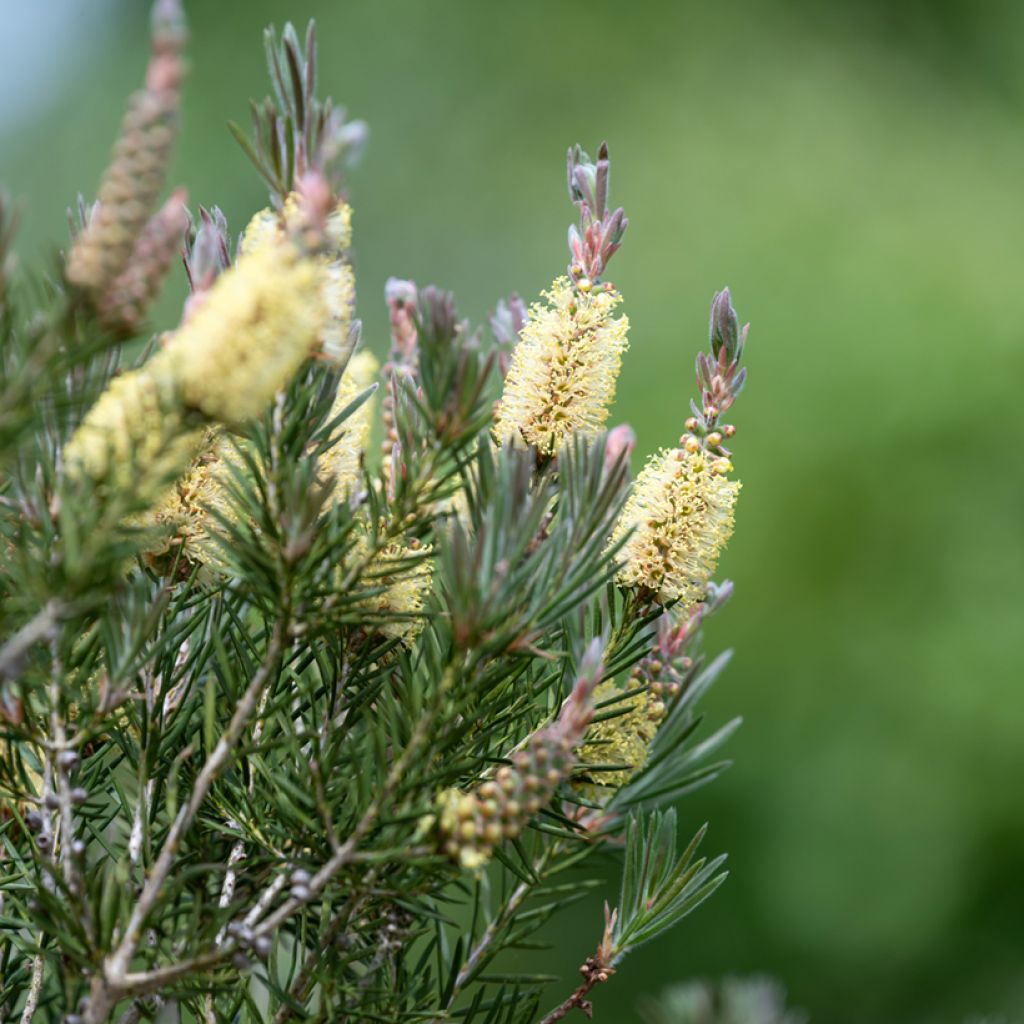 Callistemon pityoides Widdicomb Gem - Limpiatubos