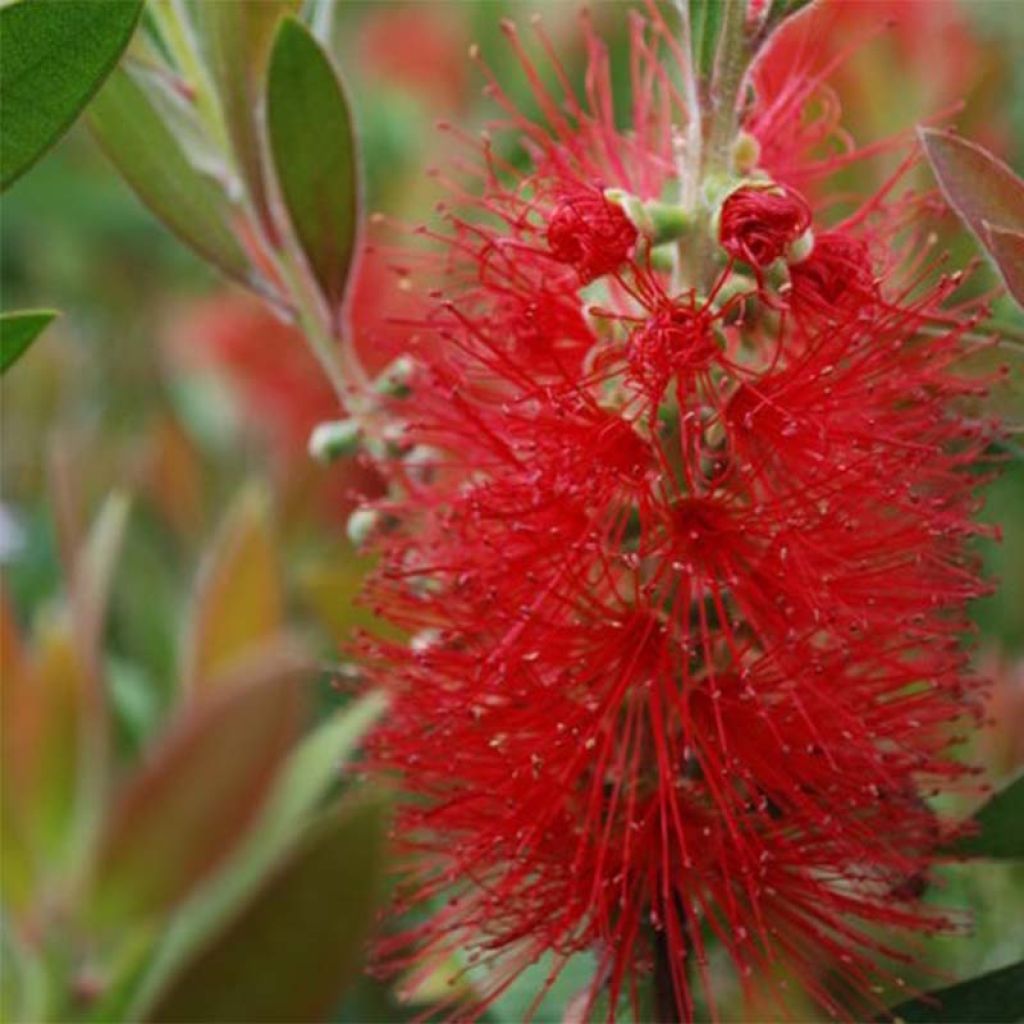 Callistemon rigidus - Limpiatubos
