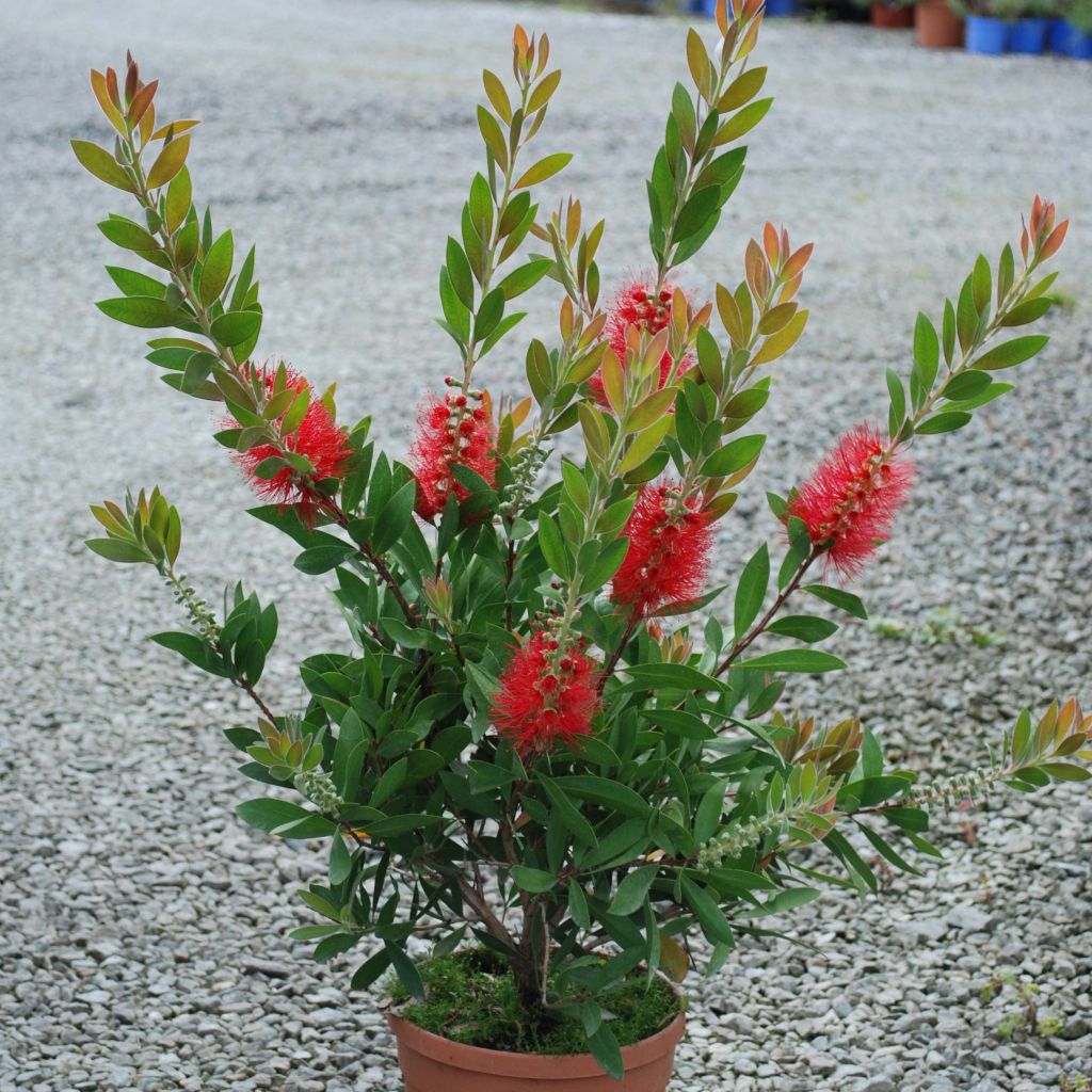Callistemon rigidus - Limpiatubos