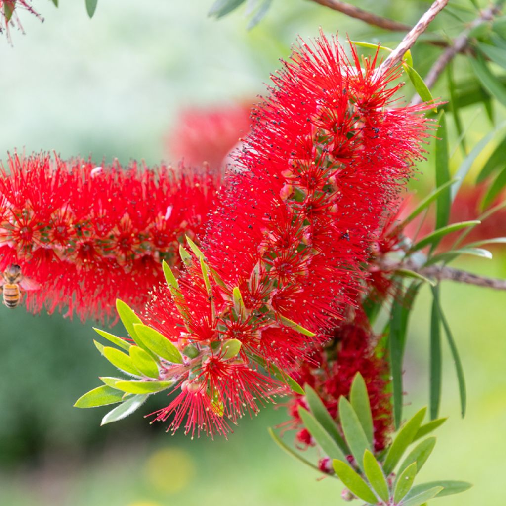 Callistemon rigidus - Limpiatubos