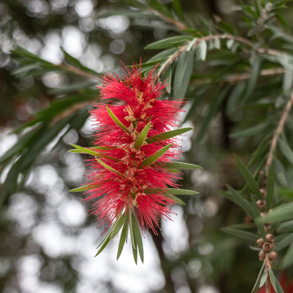 Callistemon rigidus - Limpiatubos