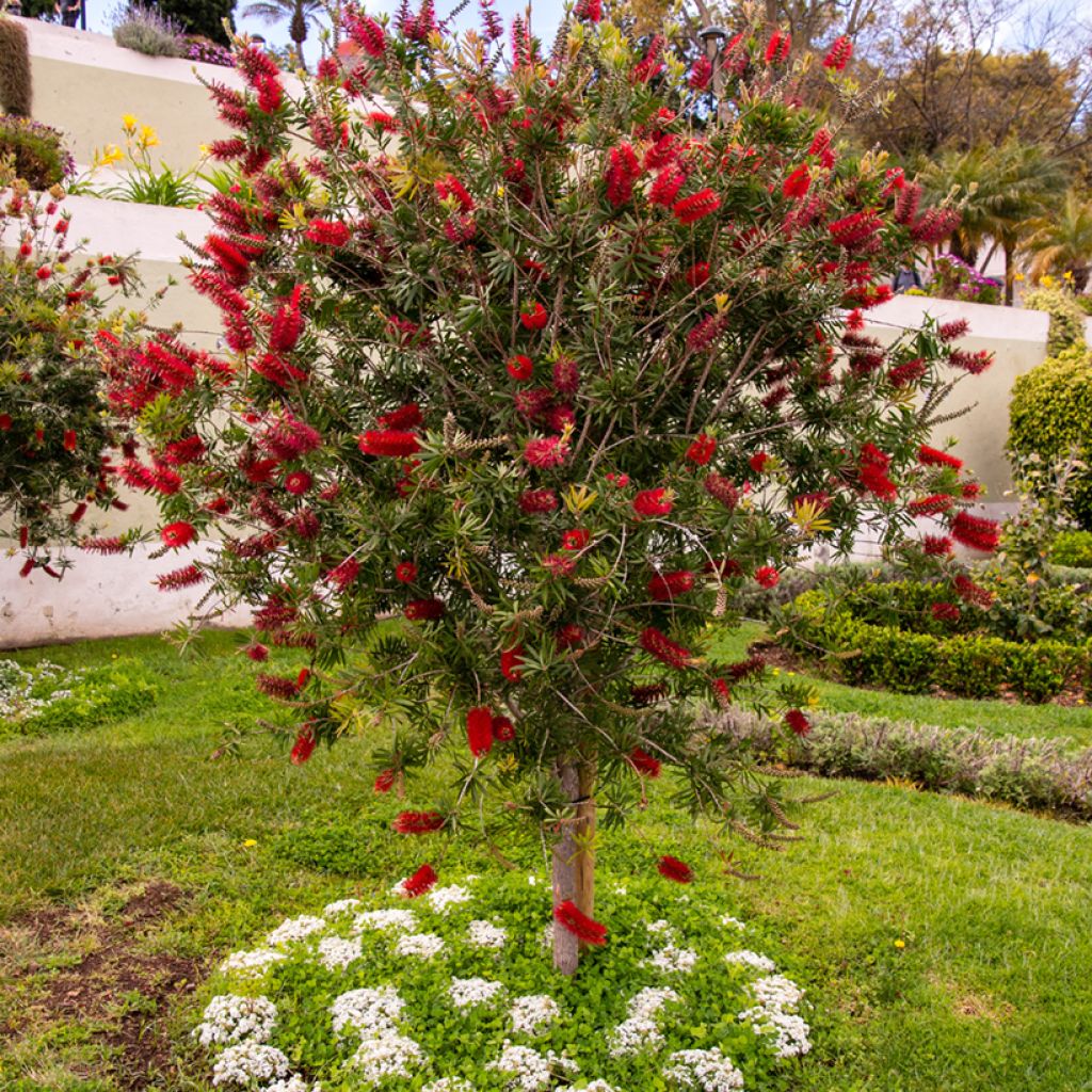 Callistemon rigidus - Limpiatubos