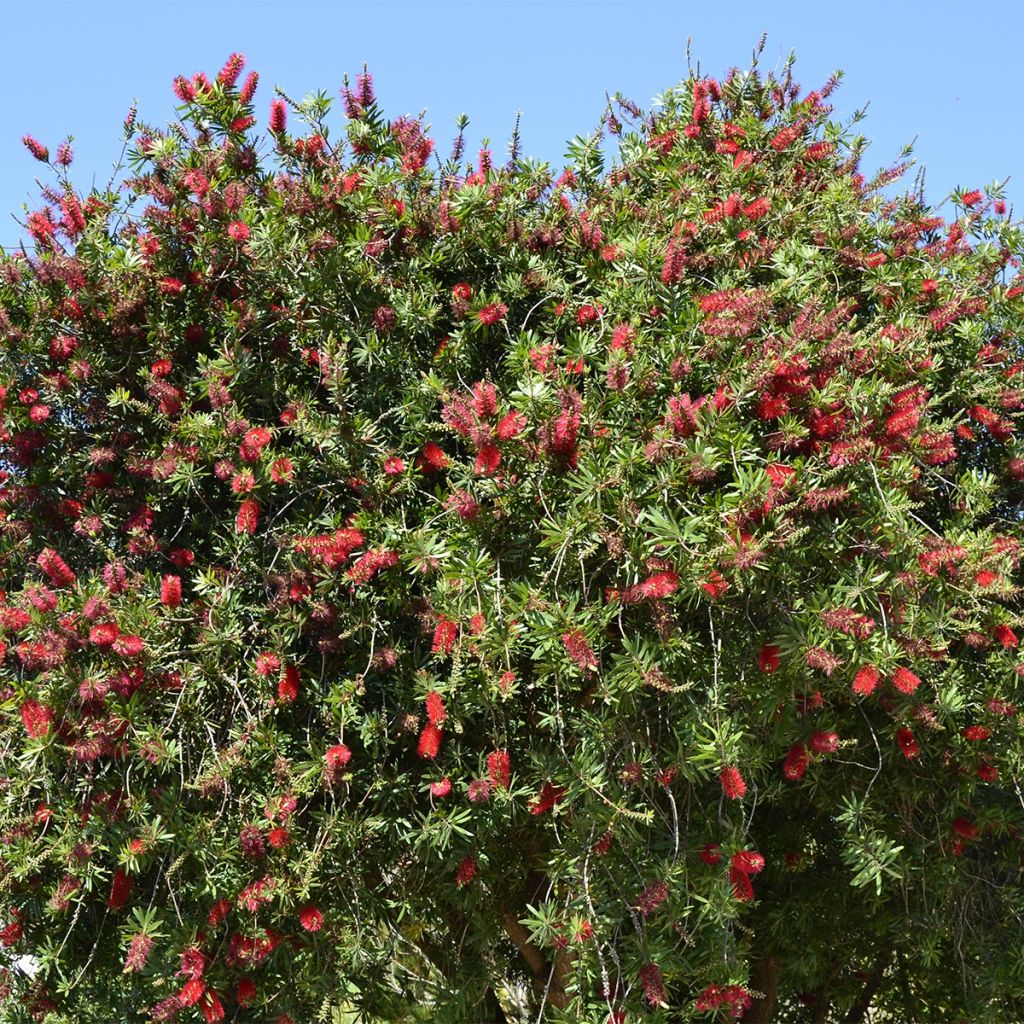 Callistemon rigidus - Limpiatubos