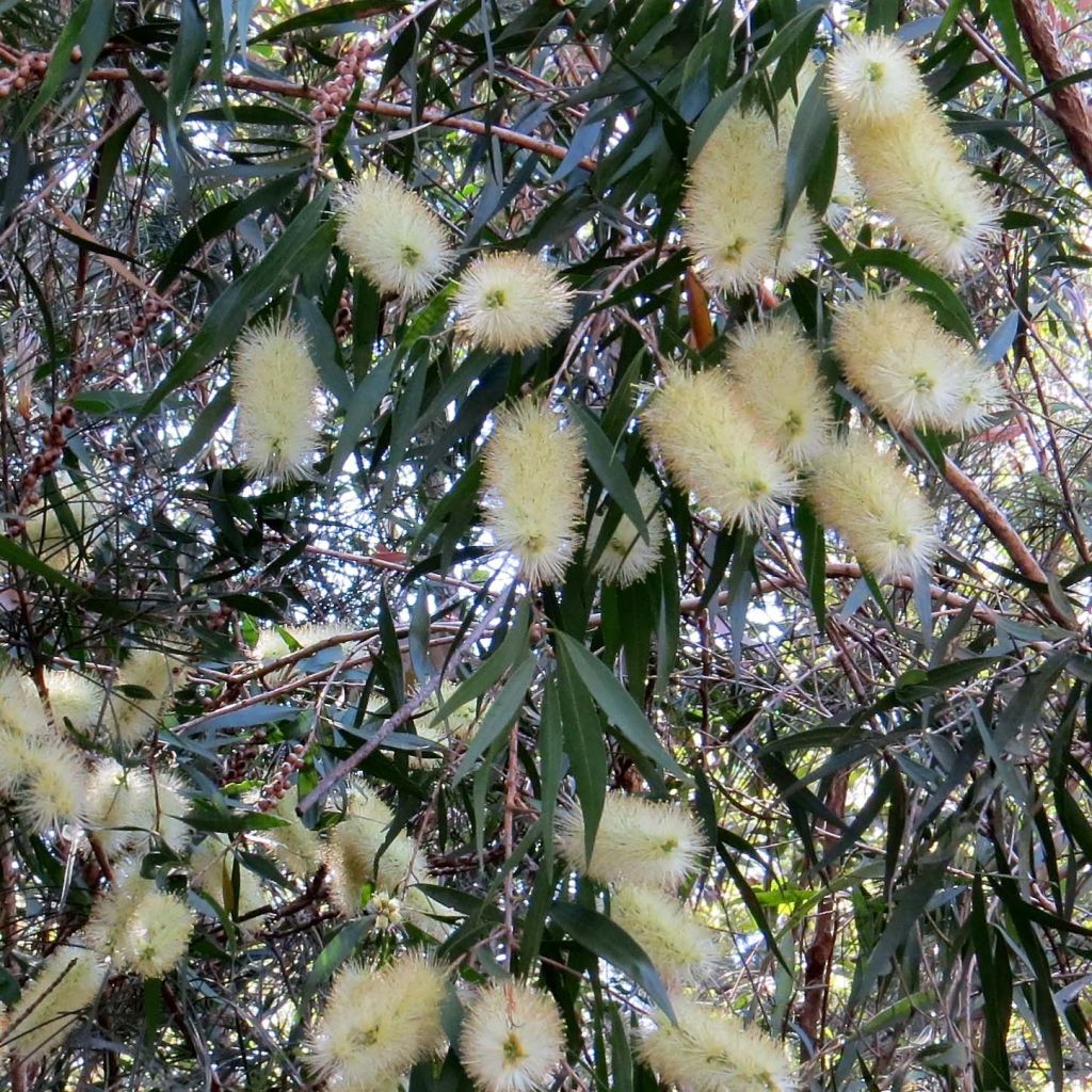 Callistemon salignus White - Limpiatubos