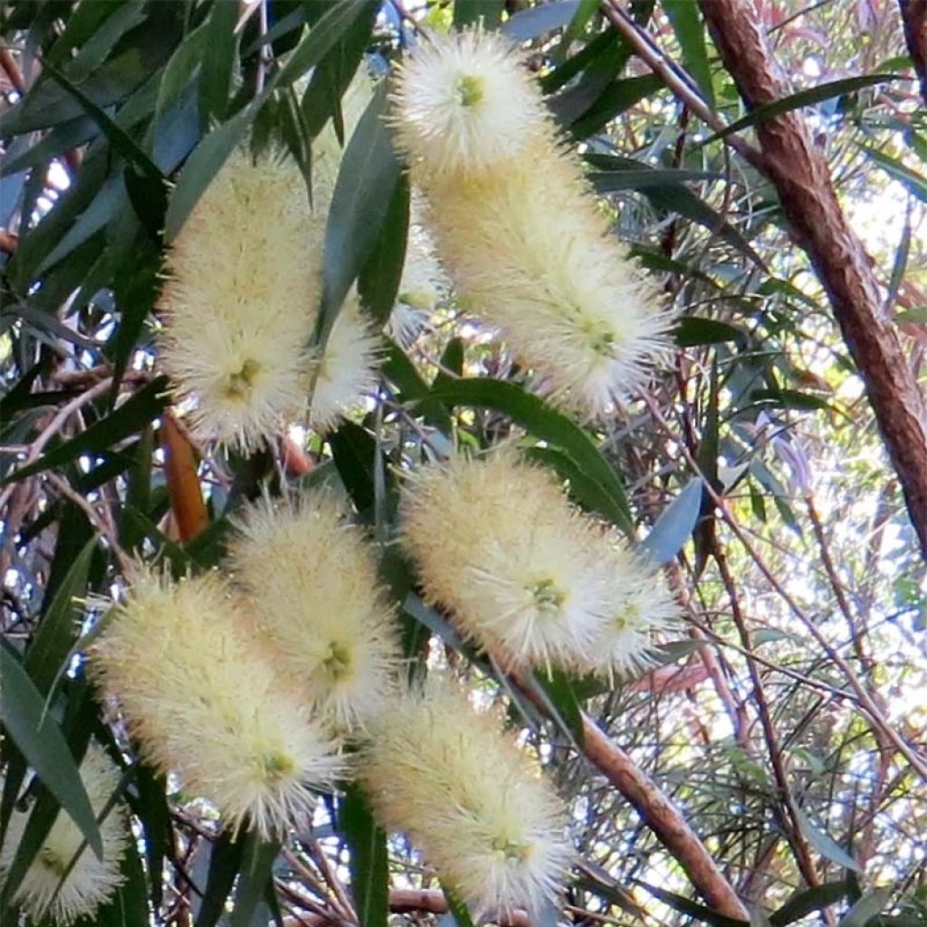 Callistemon salignus White - Limpiatubos