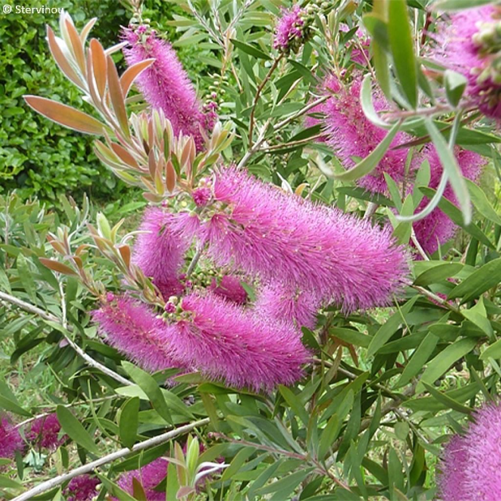 Callistemon salignus Perth Pink - Limpiatubos
