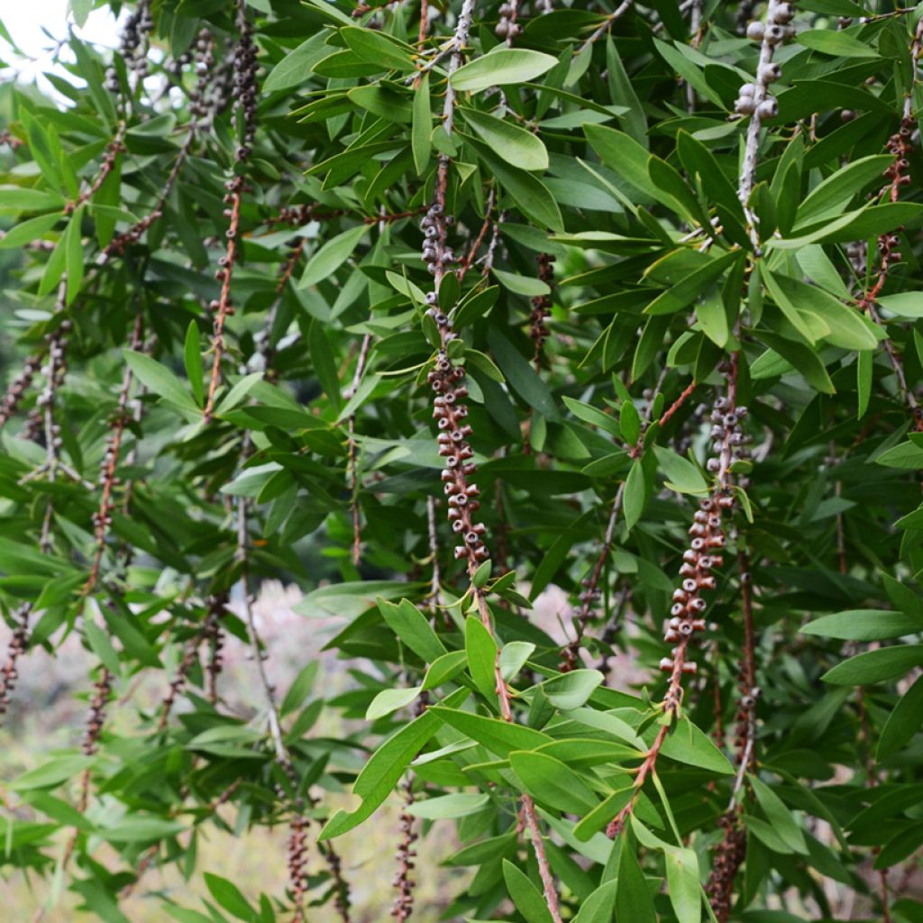 Callistemon salignus Perth Pink - Limpiatubos