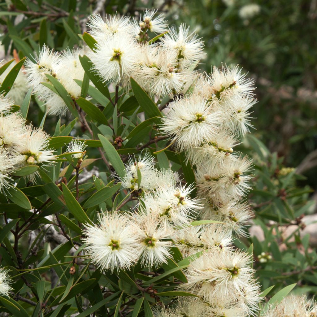 Callistemon salignus White - Limpiatubos
