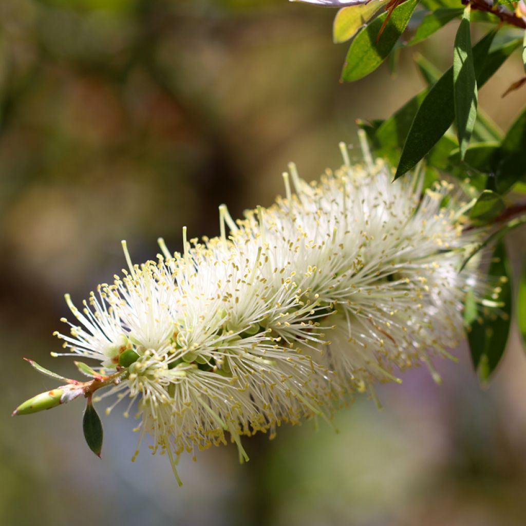 Callistemon salignus White - Limpiatubos