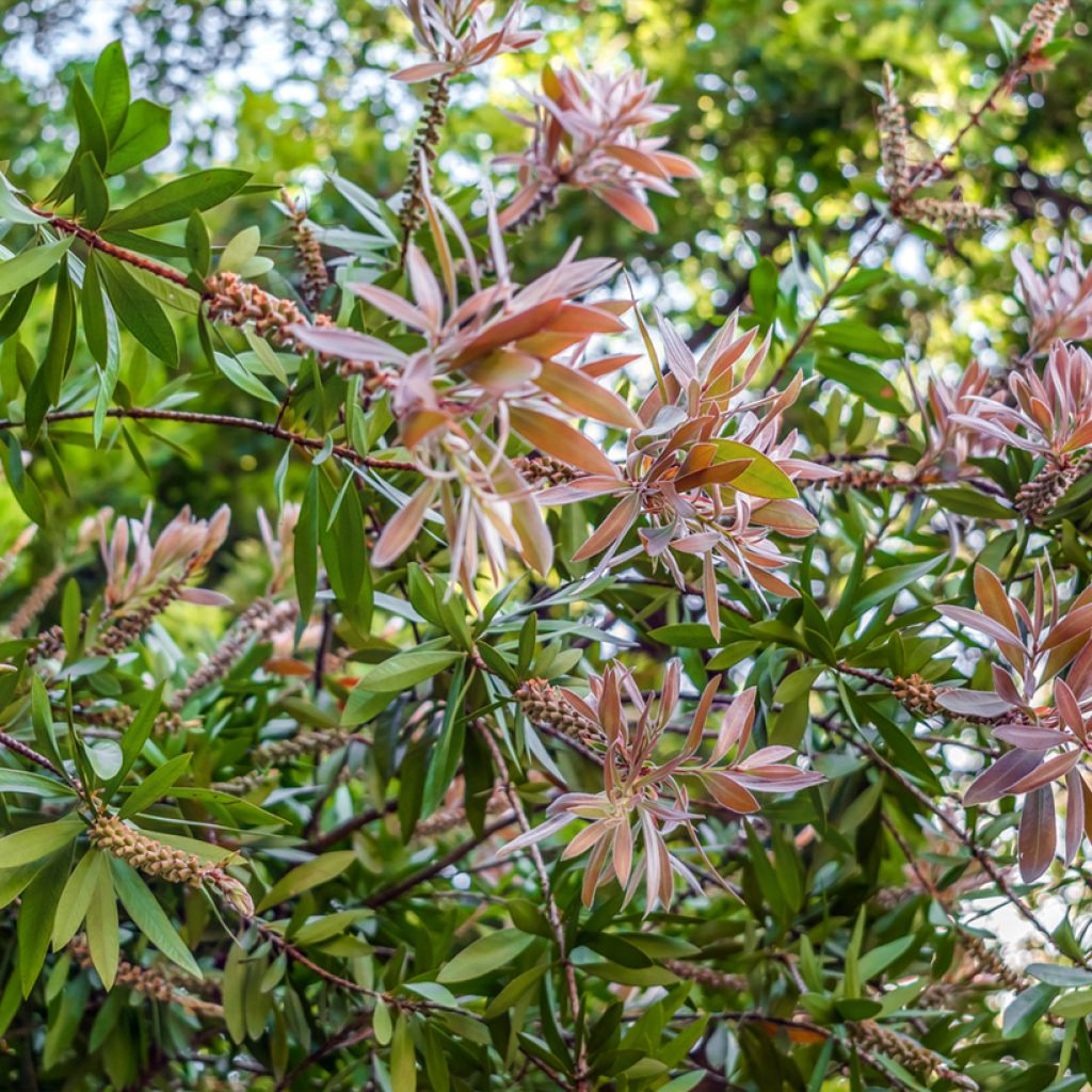 Callistemon salignus White - Limpiatubos