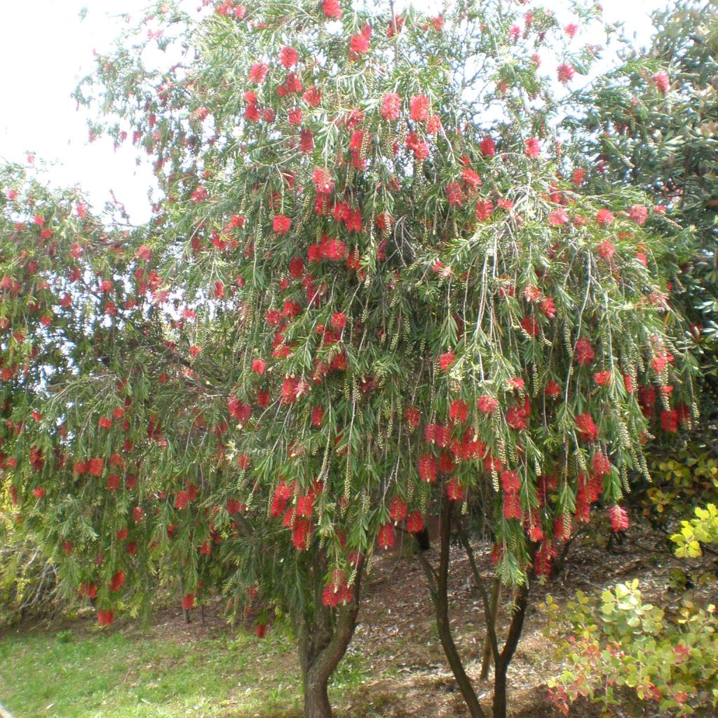 Limpiatubos llorón - Callistemon viminalis