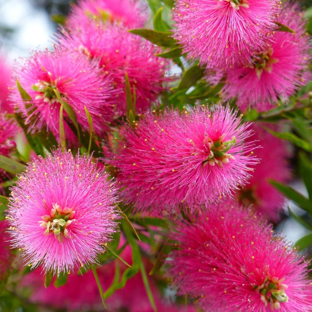 Limpiatubos llorón Bright Pink - Callistemon viminalis