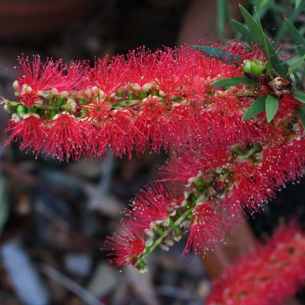Limpiatubos llorón Captain Cook - Callistemon viminalis