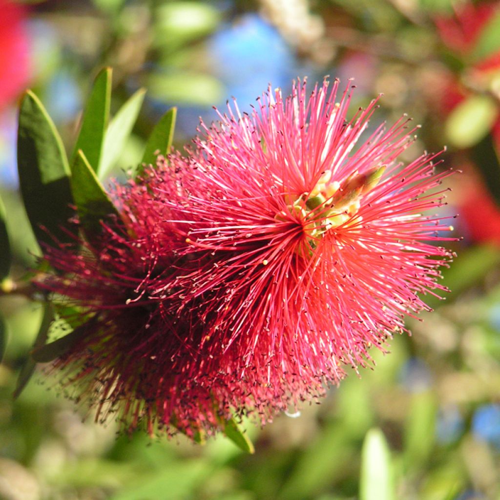 Limpiatubos llorón Captain Cook - Callistemon viminalis