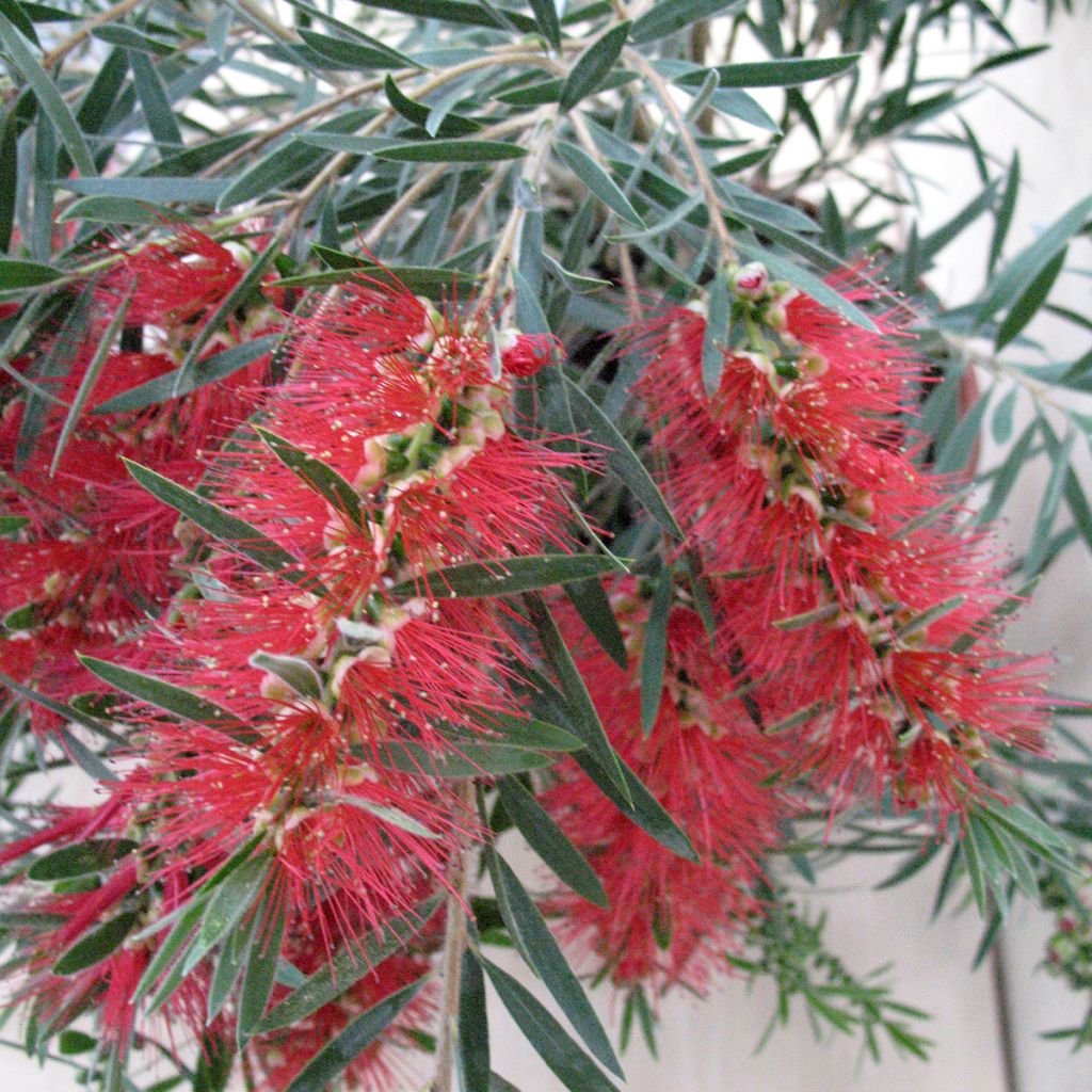 Callistemon viminalis Hannah Ray - Rince-bouteille