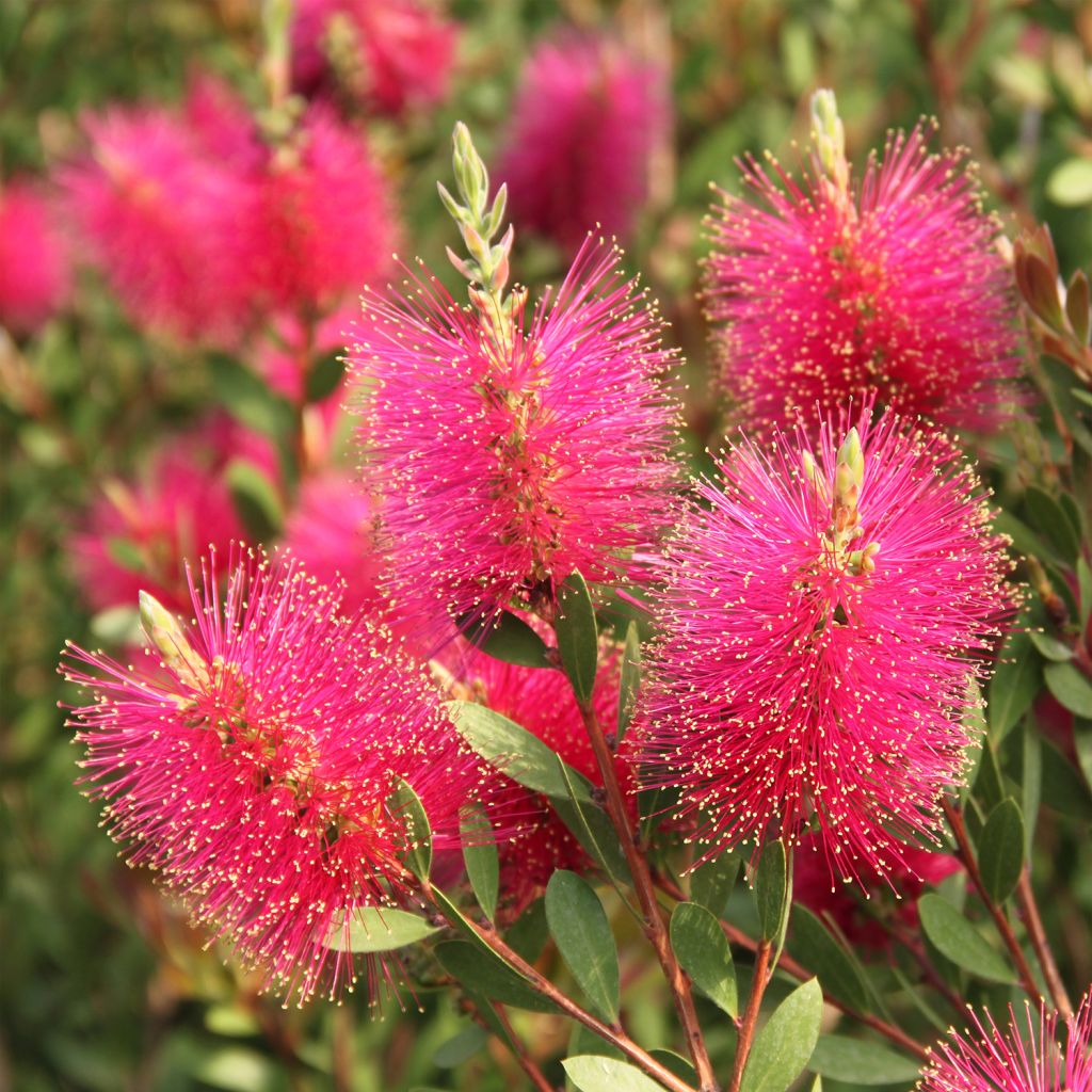 Limpiatubos llorón Hot Pink - Callistemon viminalis