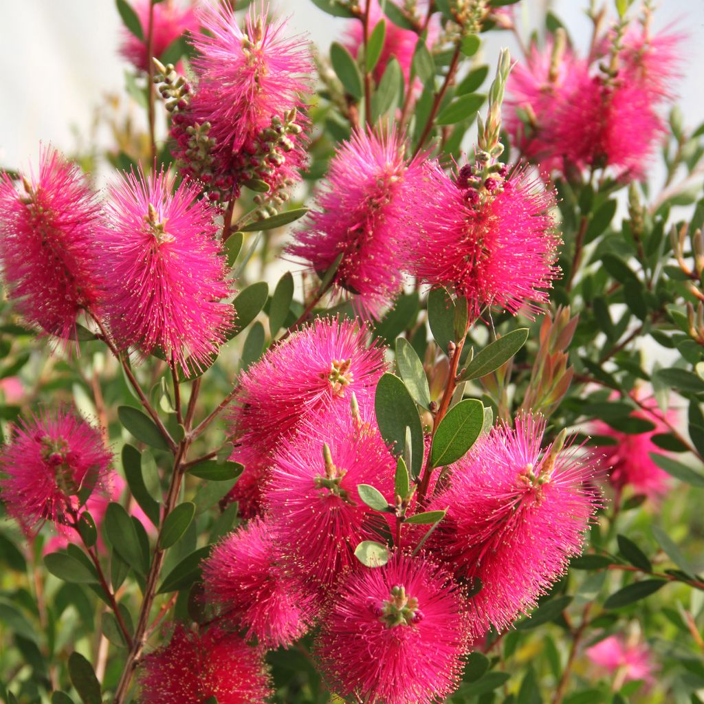 Limpiatubos llorón Hot Pink - Callistemon viminalis