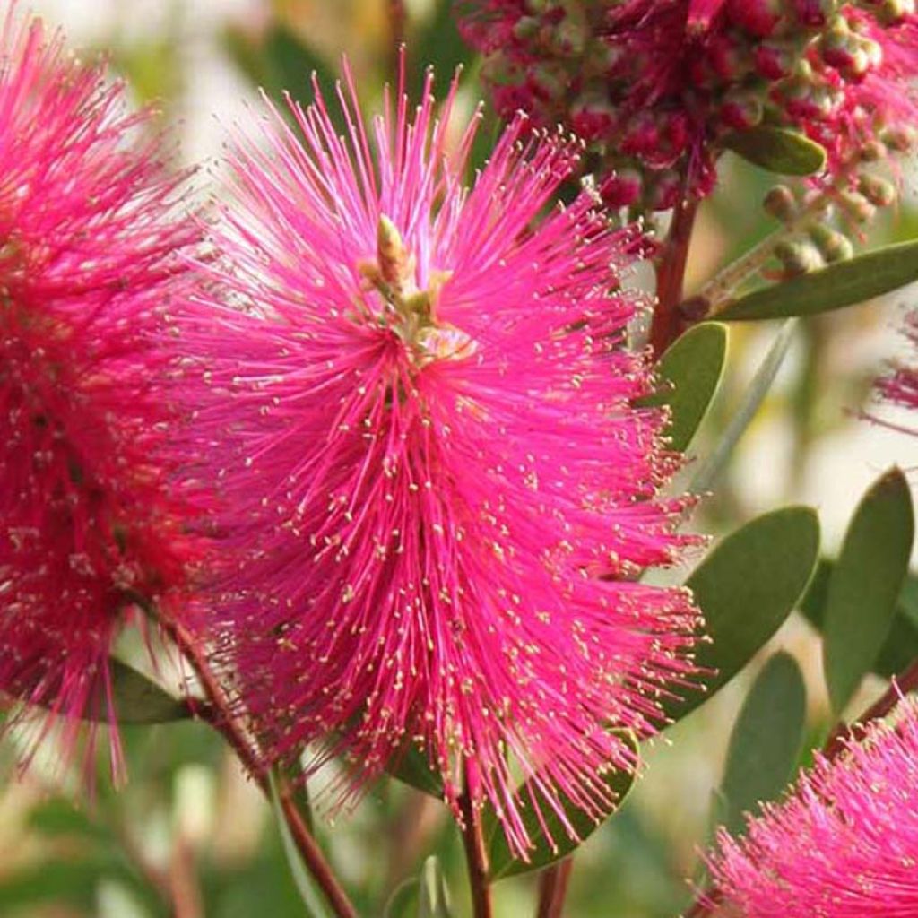 Limpiatubos llorón Hot Pink - Callistemon viminalis