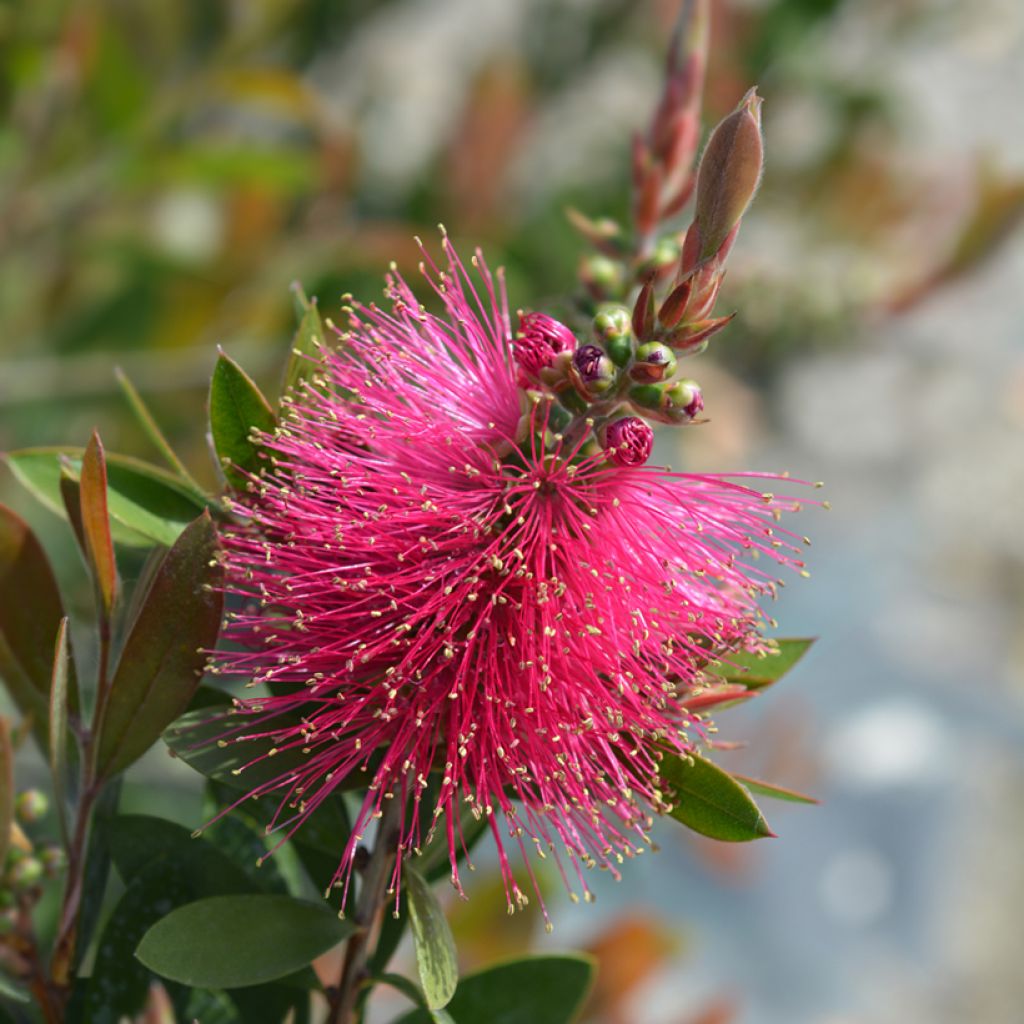 Limpiatubos llorón Hot Pink - Callistemon viminalis