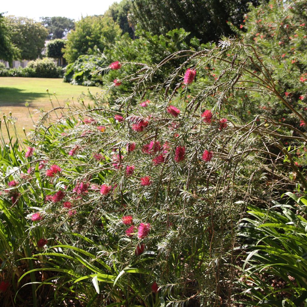Limpiatubos llorón - Callistemon viminalis