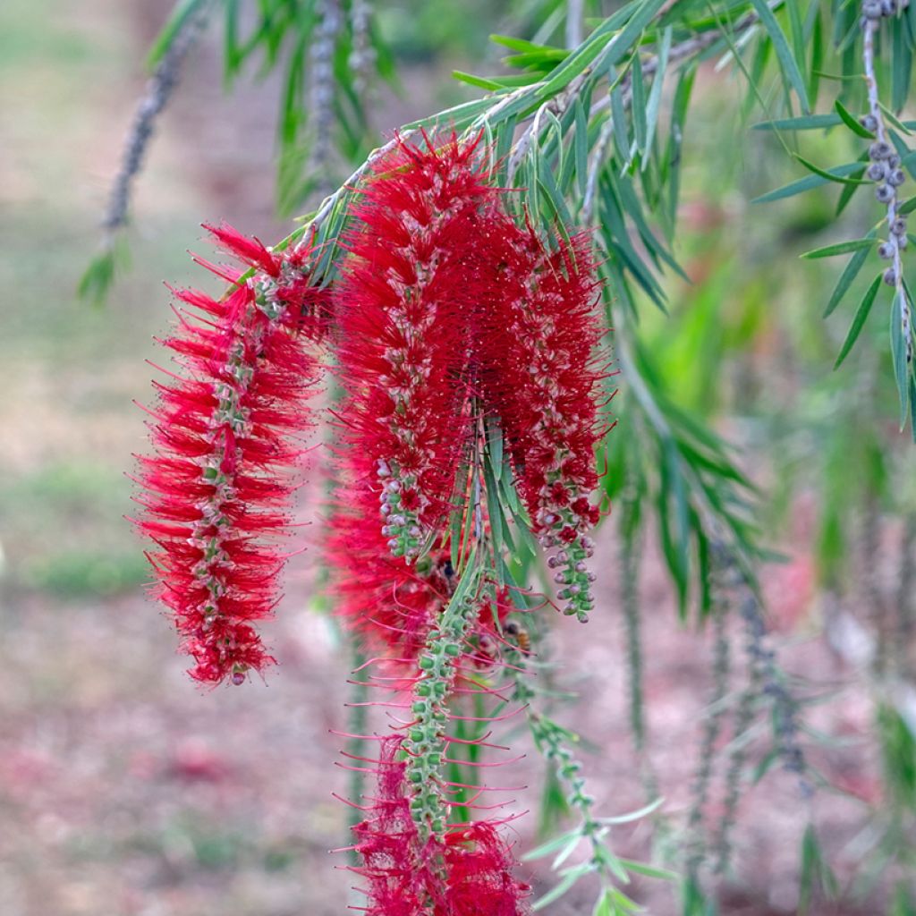Limpiatubos llorón - Callistemon viminalis