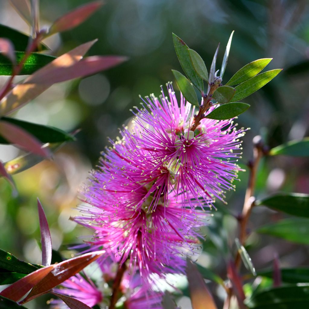 Callistemon violaceus - Limpiatubos