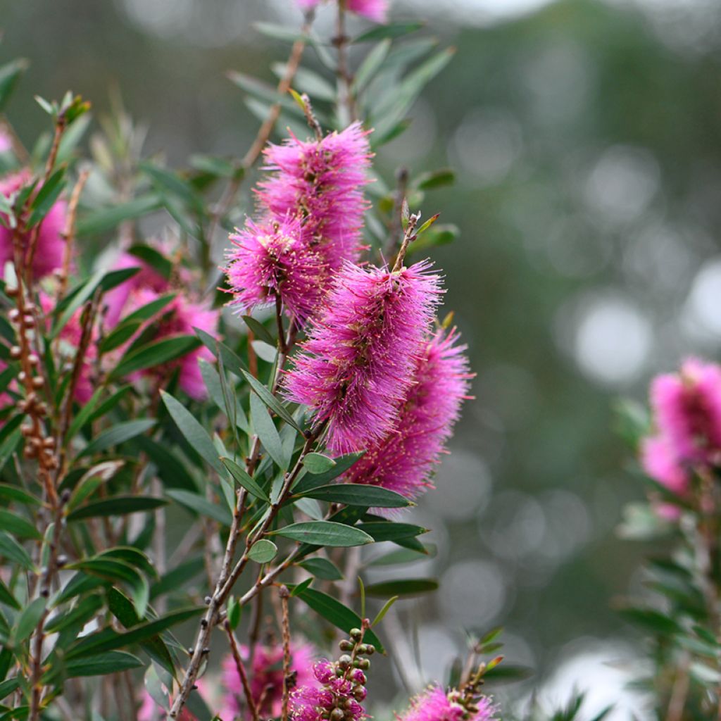 Callistemon violaceus - Limpiatubos