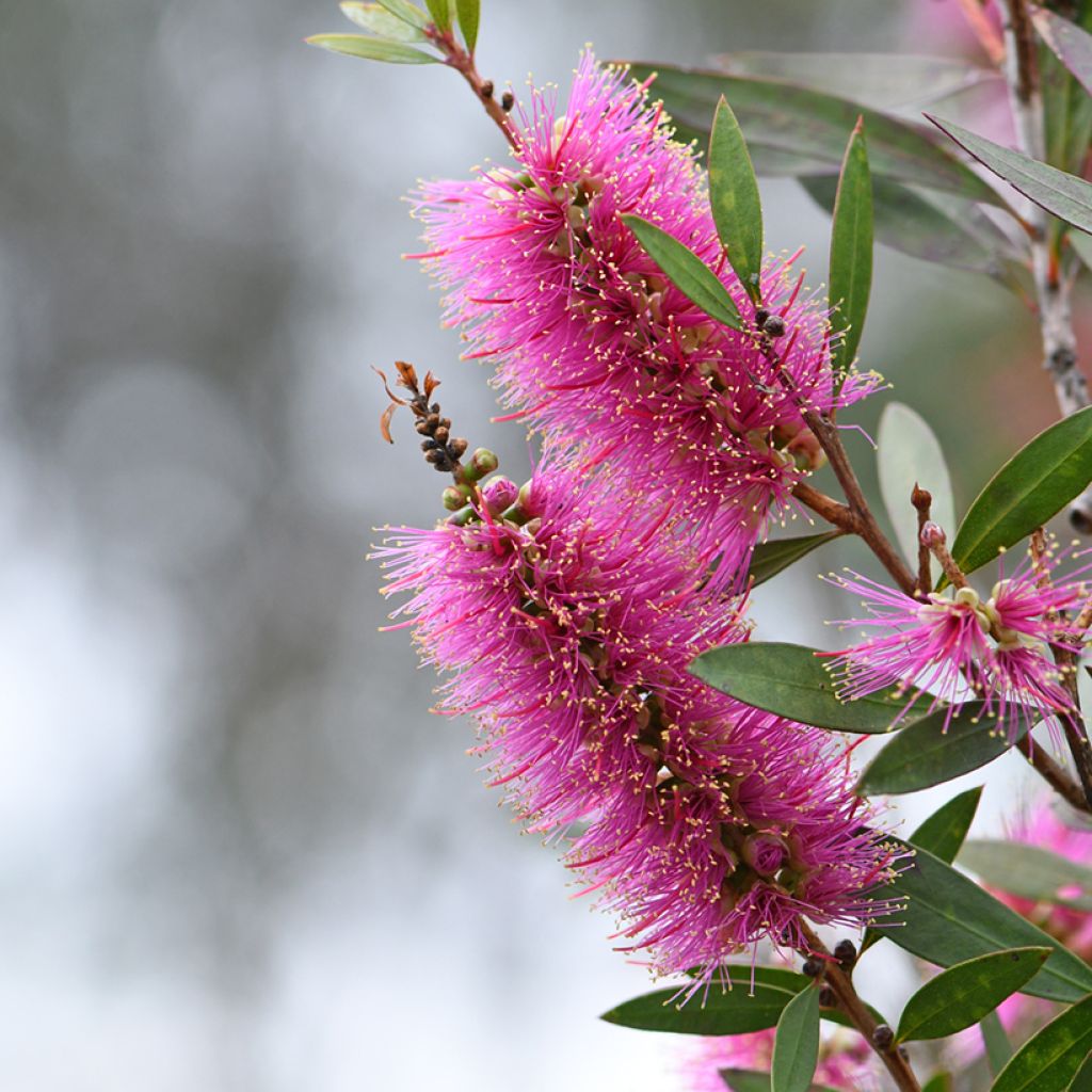 Callistemon violaceus - Limpiatubos