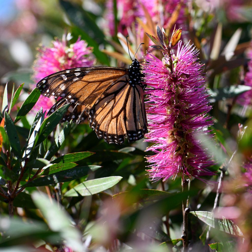 Callistemon violaceus - Limpiatubos