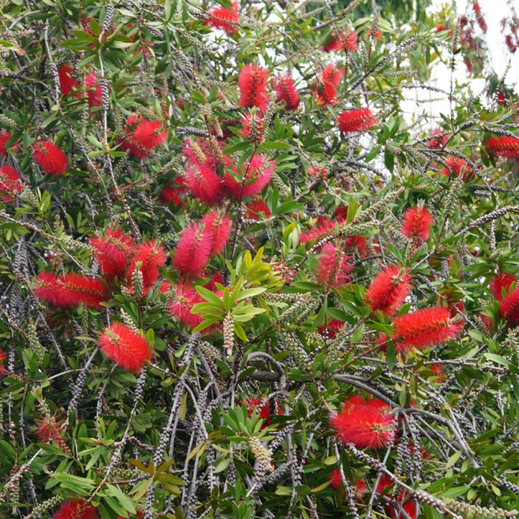 Limpiatubos - Callistemon laevis