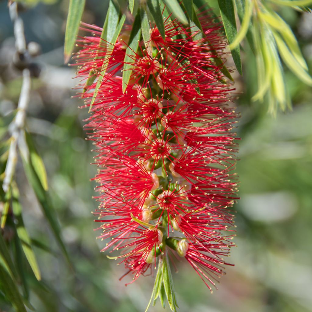 Limpiatubos - Callistemon laevis