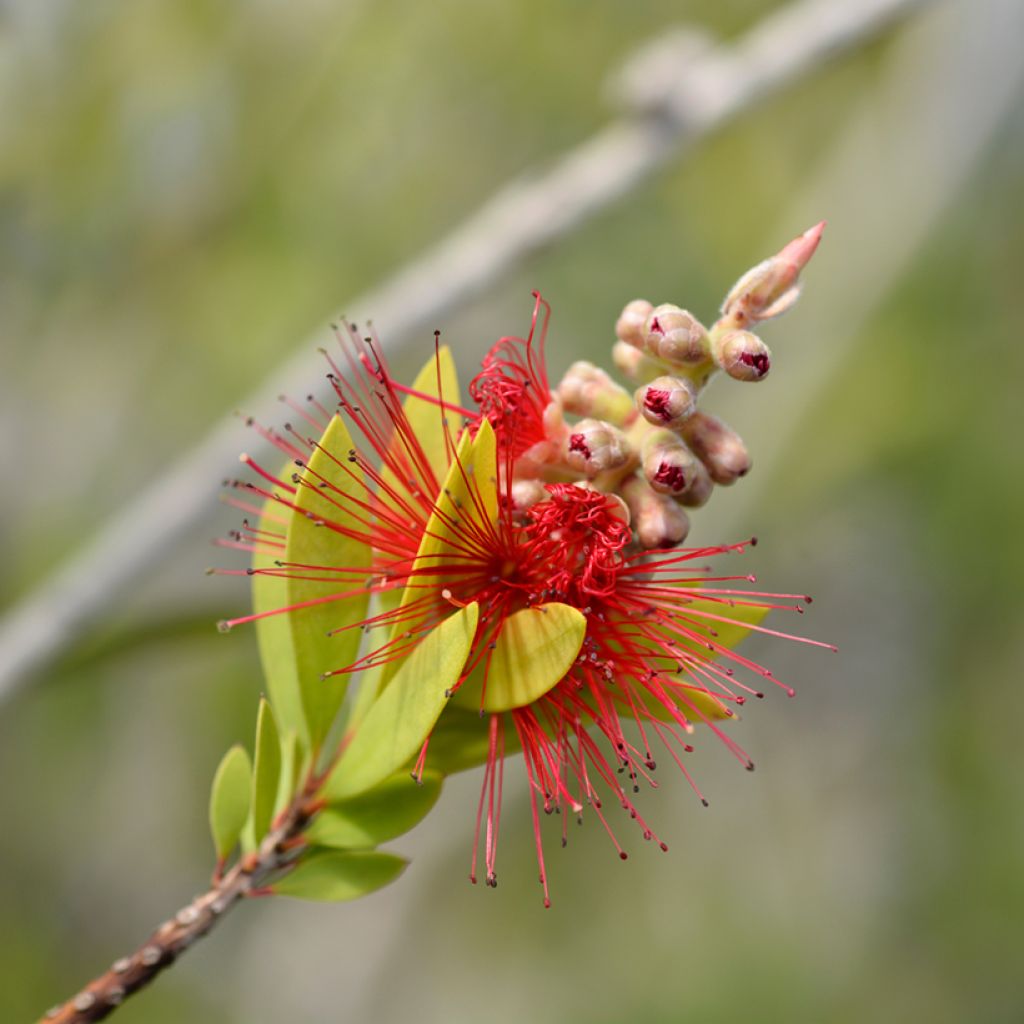 Limpiatubos - Callistemon laevis