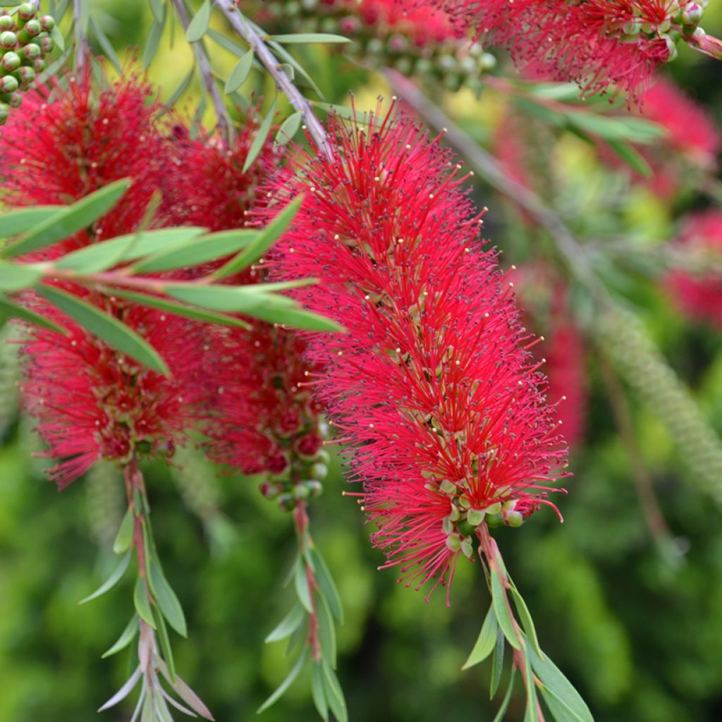Limpiatubos - Callistemon laevis