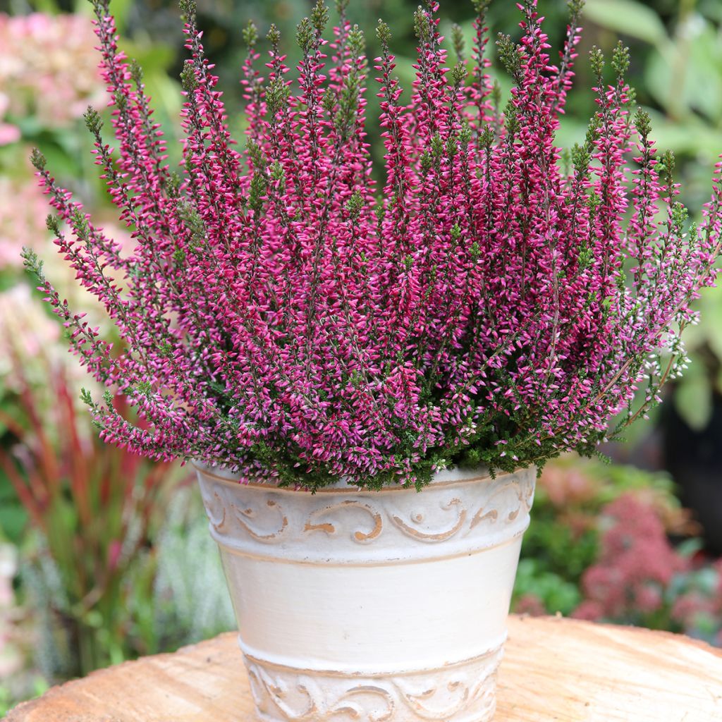 Calluna vulgaris Garden Girls Amethyst - Brecina