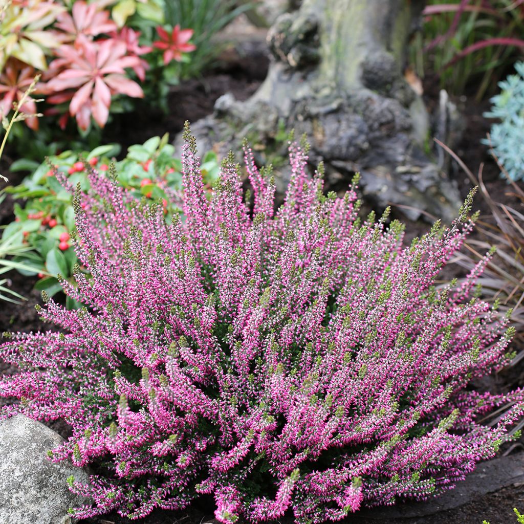 Calluna vulgaris Garden Girls Amethyst - Brecina
