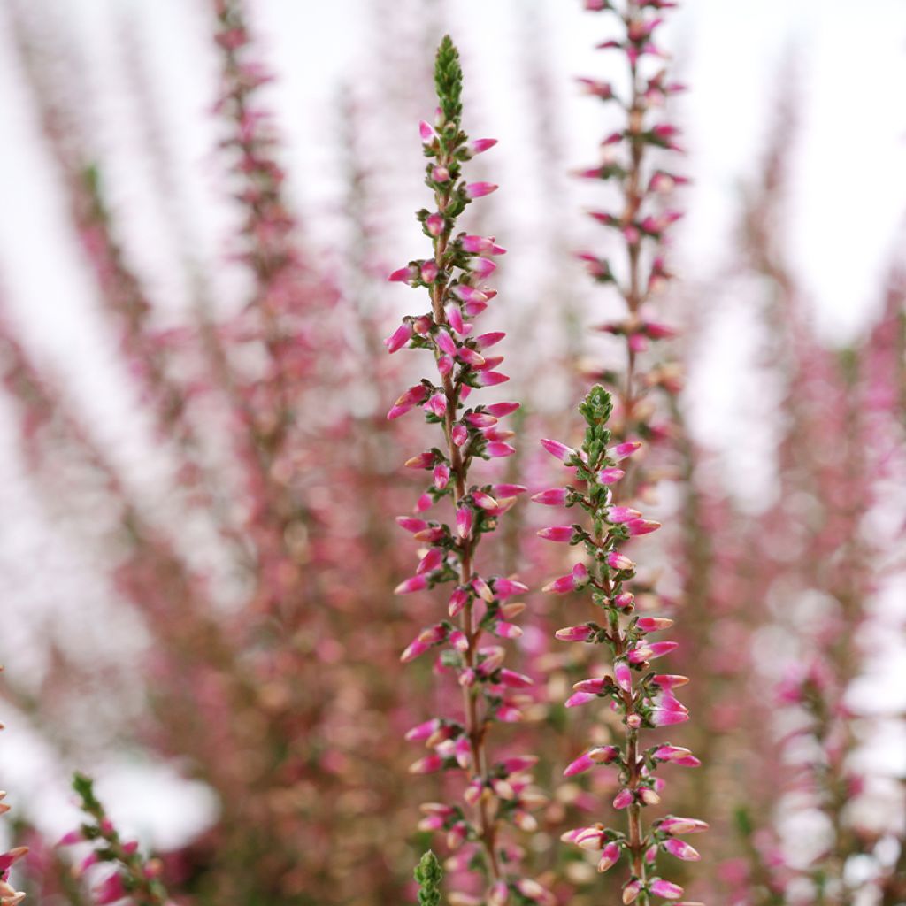Calluna vulgaris Garden Girls Angie - Brecina