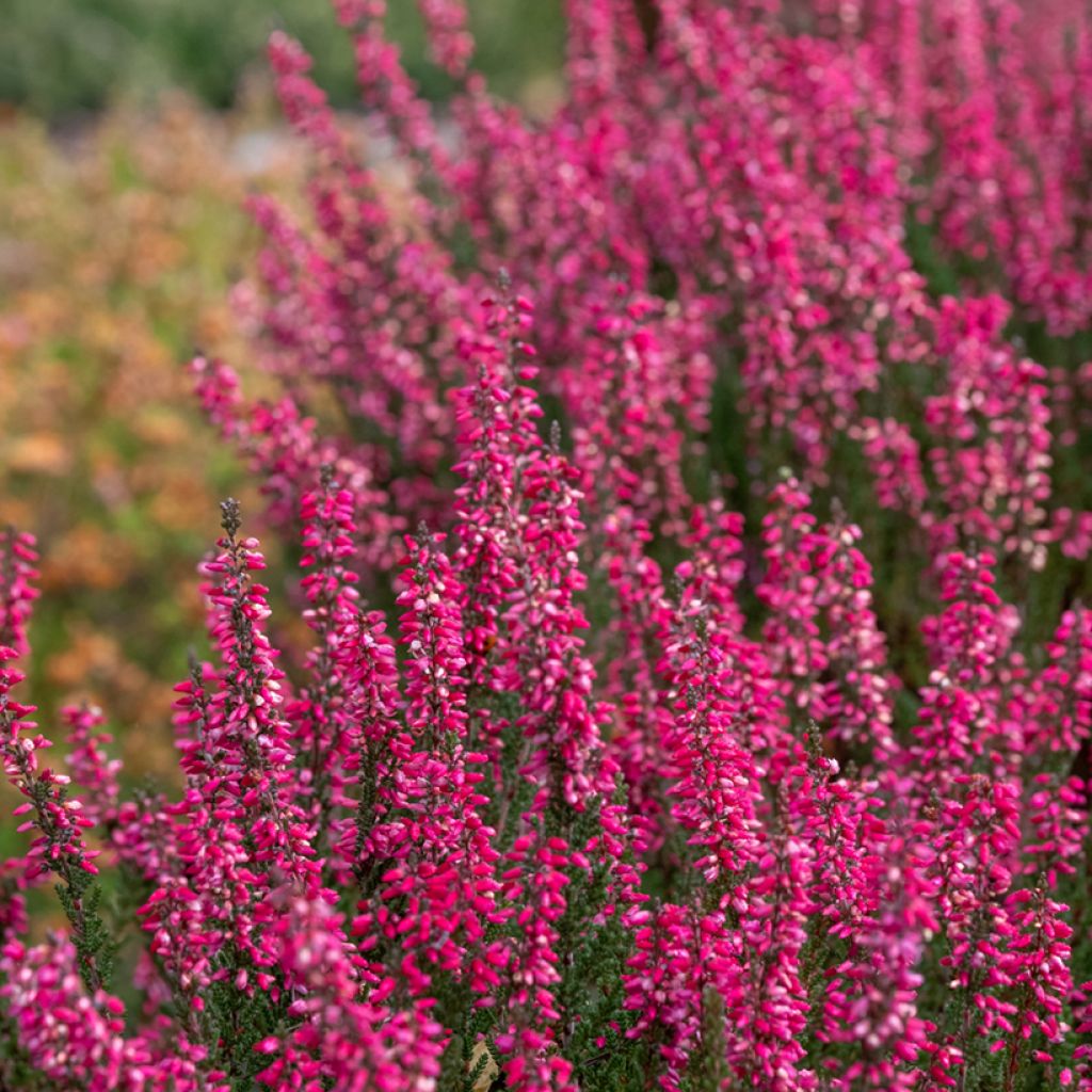 Calluna vulgaris Garden Girls Athene - Brecina